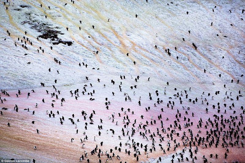 Penguin Guano Colors the Landscape
