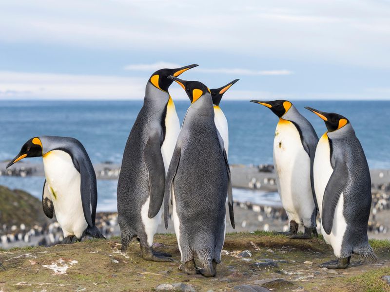 Penguin Poop Releases Greenhouse Gases
