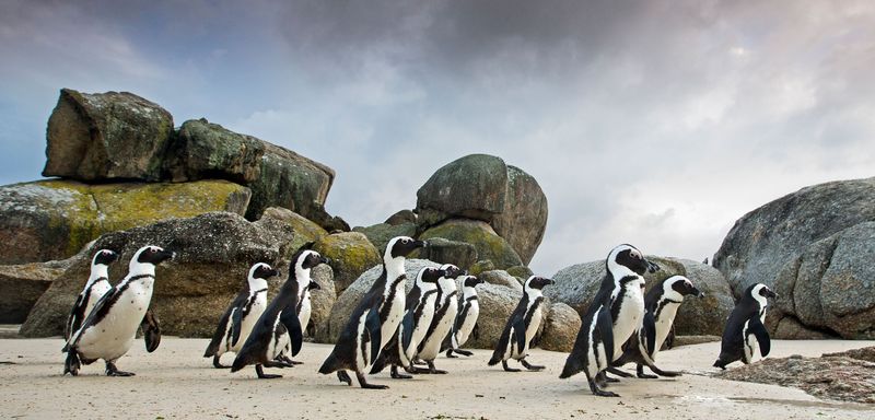 Penguin Poop is a Tourist Attraction