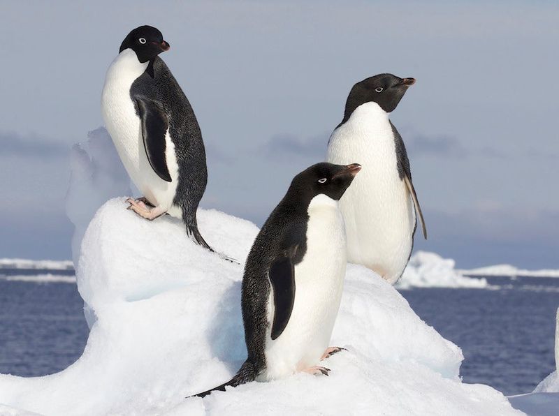 Penguin Poop is a Climate Indicator