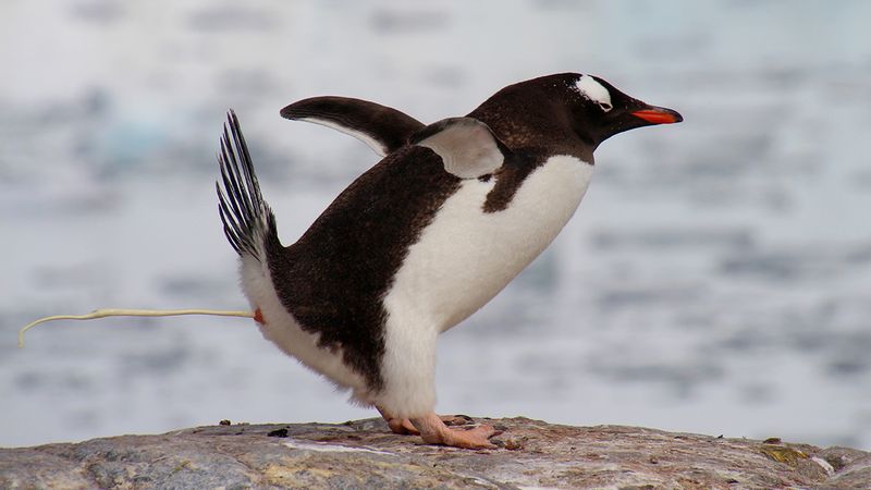 Penguin Poop Influences Ice Albedo