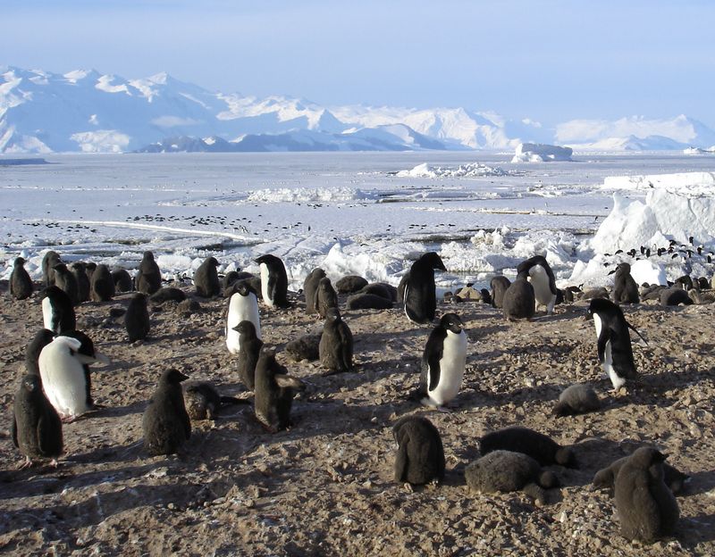 Penguin Poop Contributes to Nitrogen Cycle
