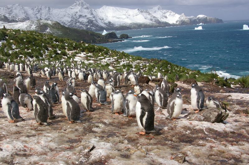 Penguin Poop Supports Cold-Adapted Plants