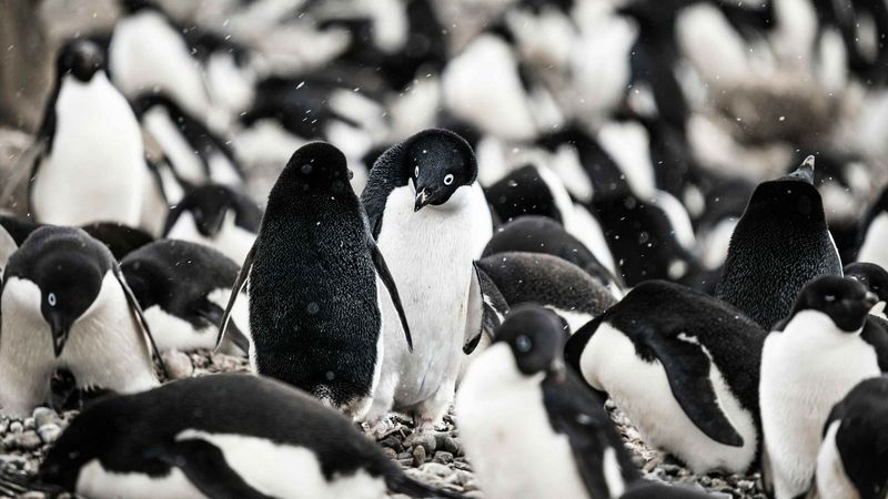 Penguin Poop Helps Track Population Changes