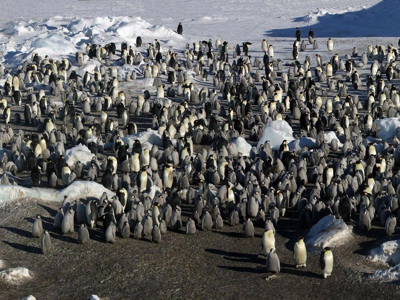 Penguin Colonies Boost Biodiversity