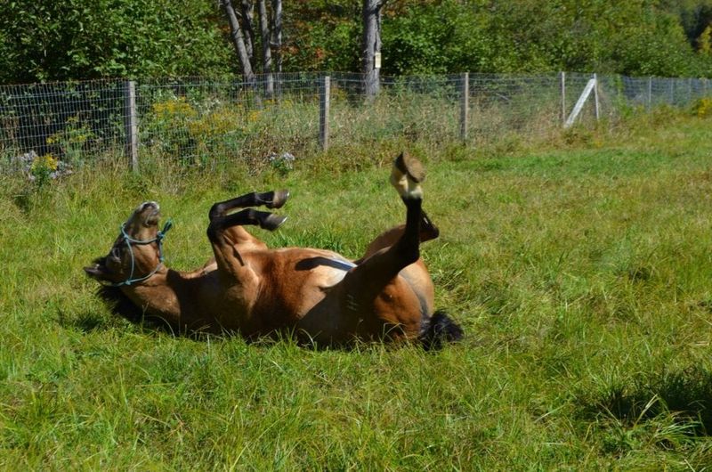 Horse Rolling