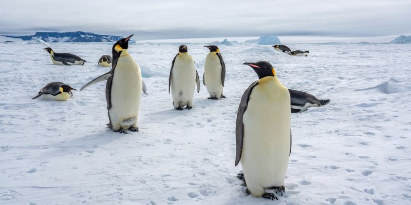 Penguin