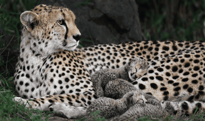 Cheetah
