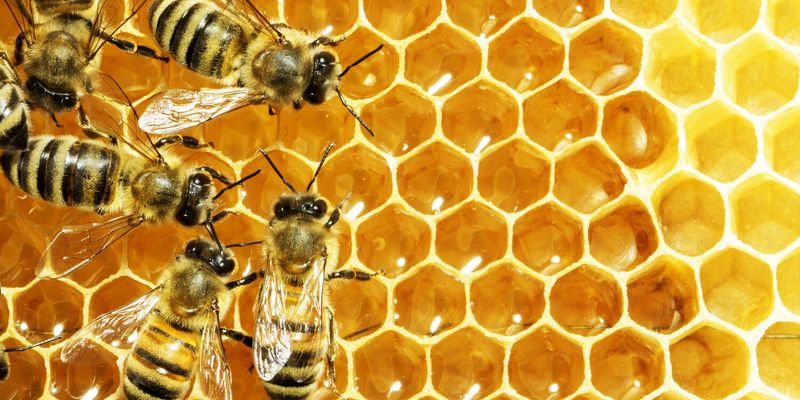 Bees