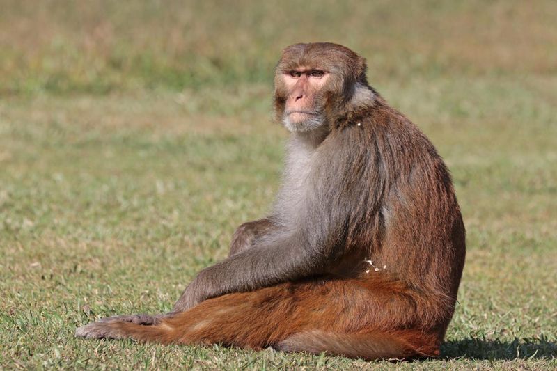 Rhesus Macaques