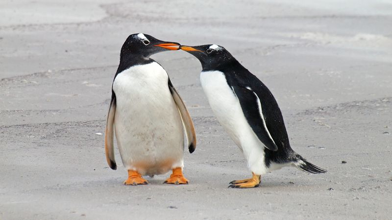 Penguins Mate for Life