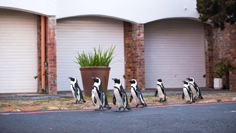 Penguins Roaming Cape Town