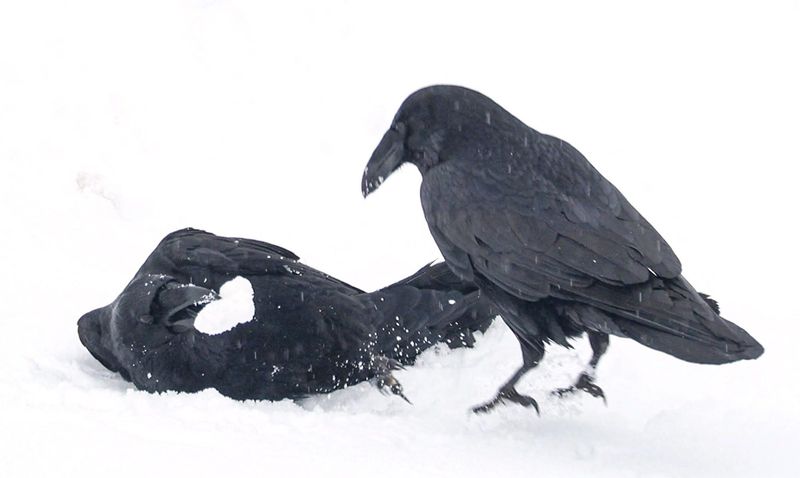 Ravens Play in the Snow