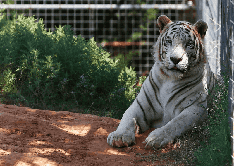 Big Cats and Shady Retreats