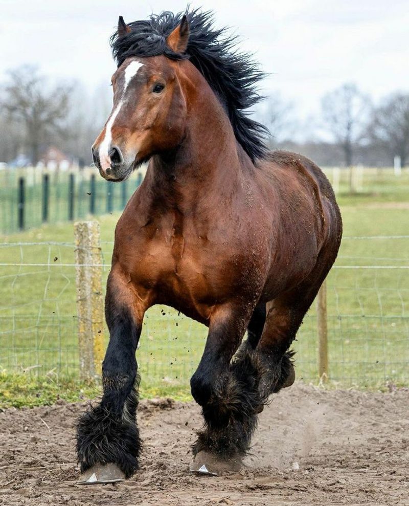 Brabant