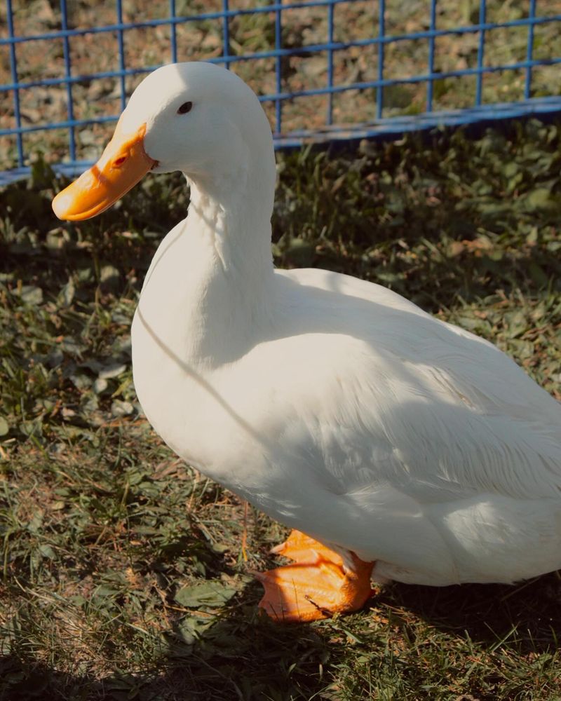 Lucy the Duck