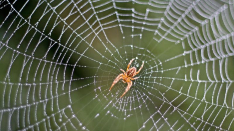 Spider