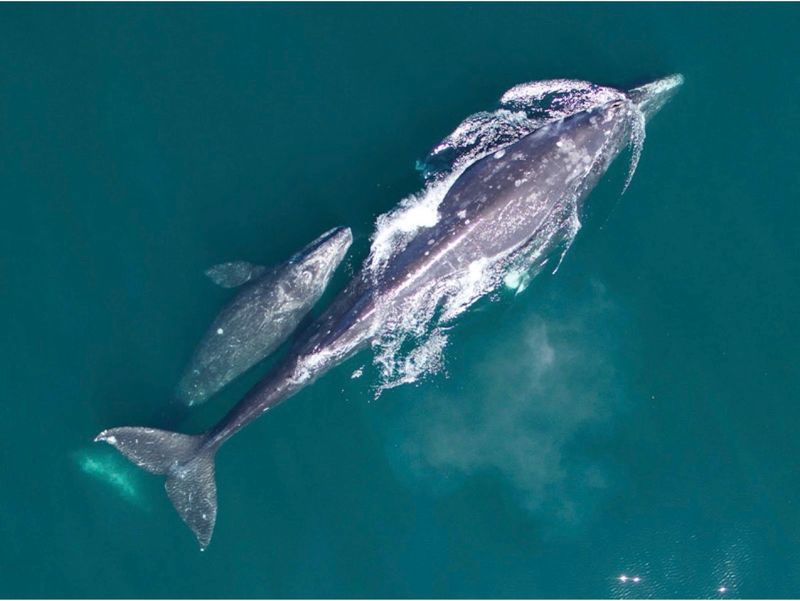 Gray Whale