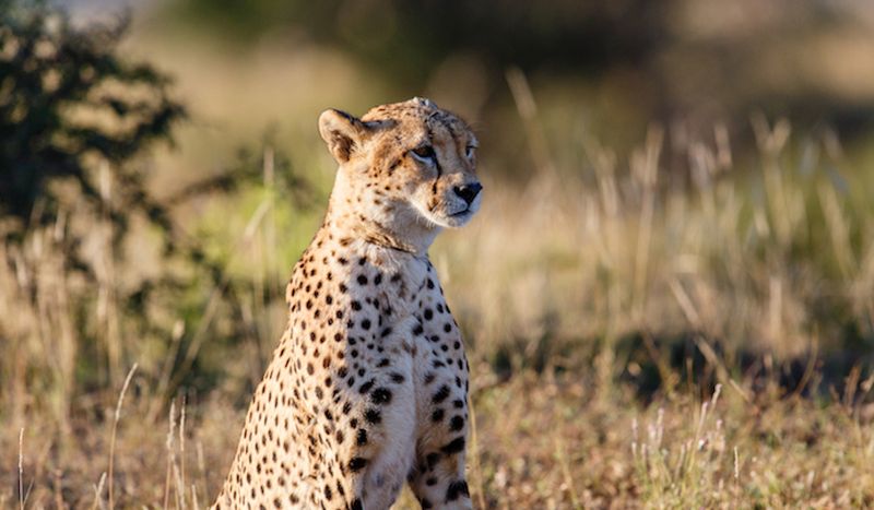 Cheetah
