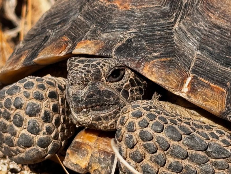 Desert Tortoise