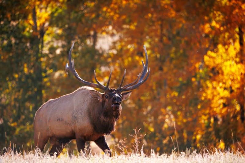 Elk