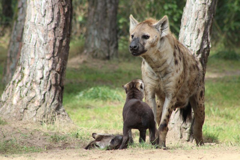 Hyena