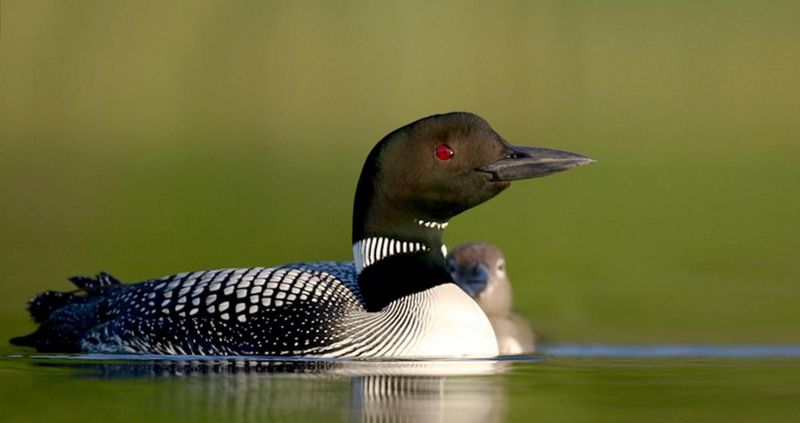 Common Loon