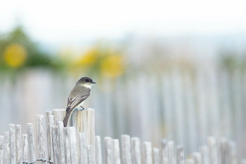 Eastern Phoebe