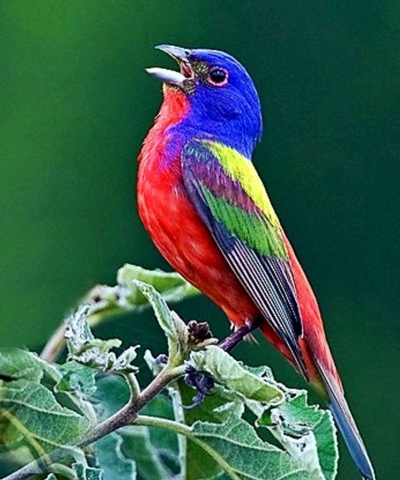 Painted Bunting