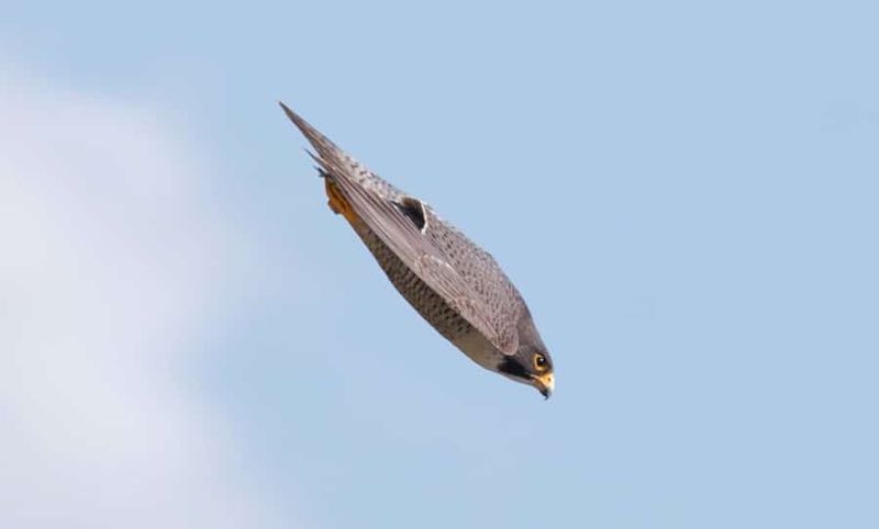 Peregrine Falcon Speed