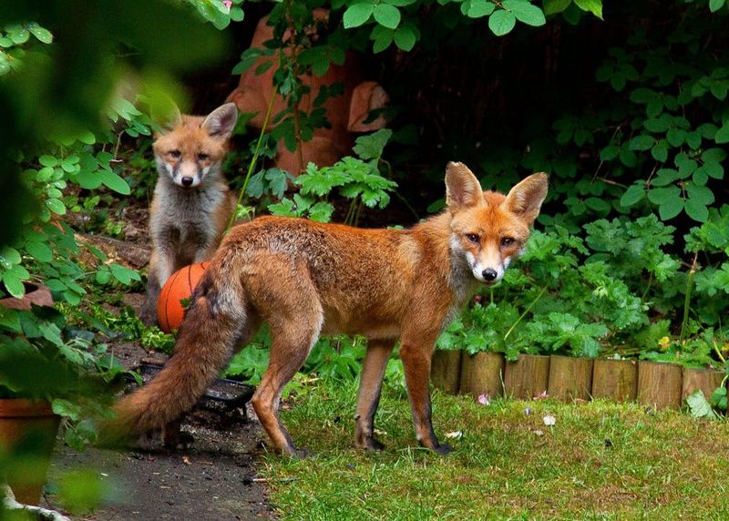 Red Foxes