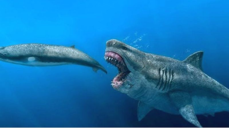 Whale Killer