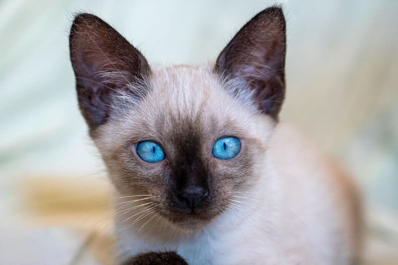 Siamese