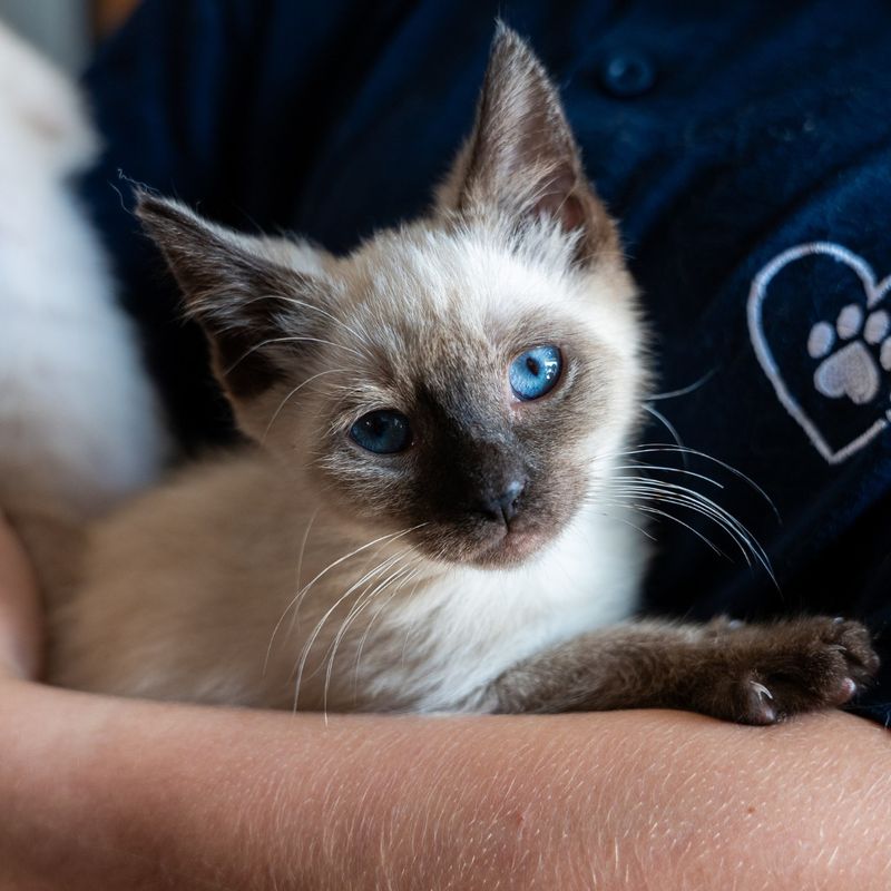Siamese Cat