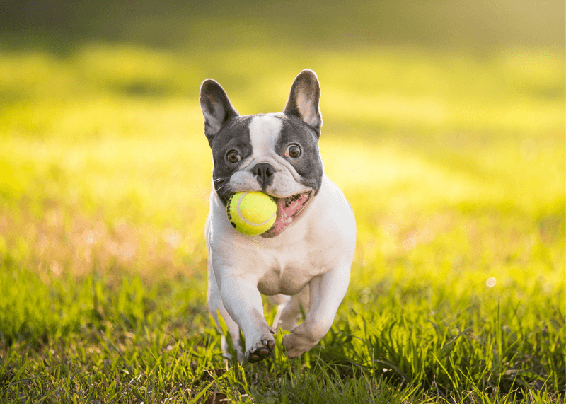 French Bulldog