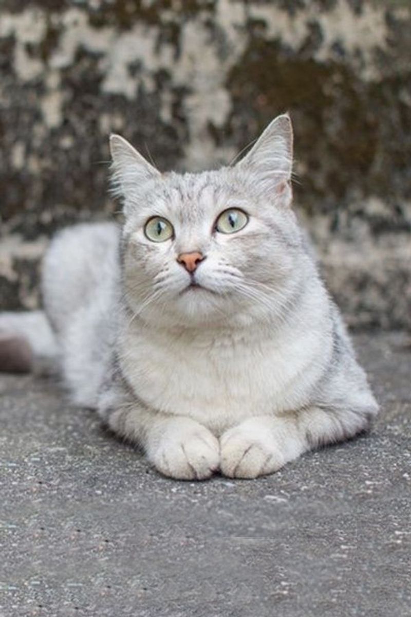Burmilla