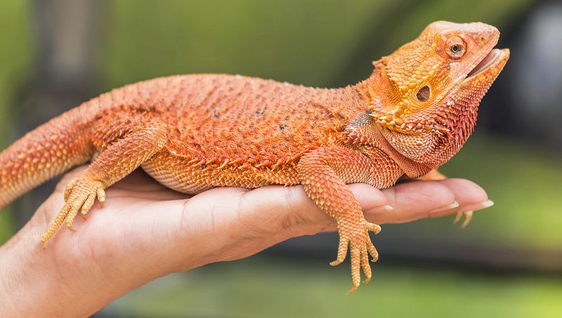 Bearded Dragon