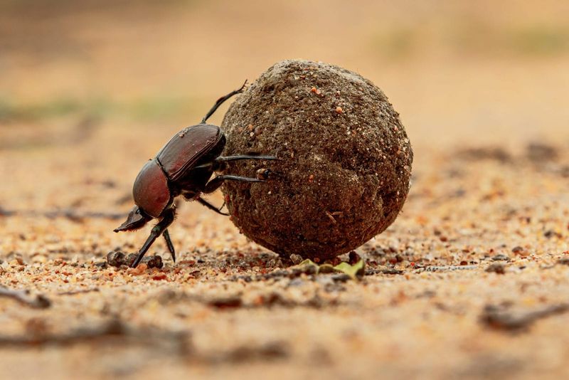Decomposition by Dung Beetles