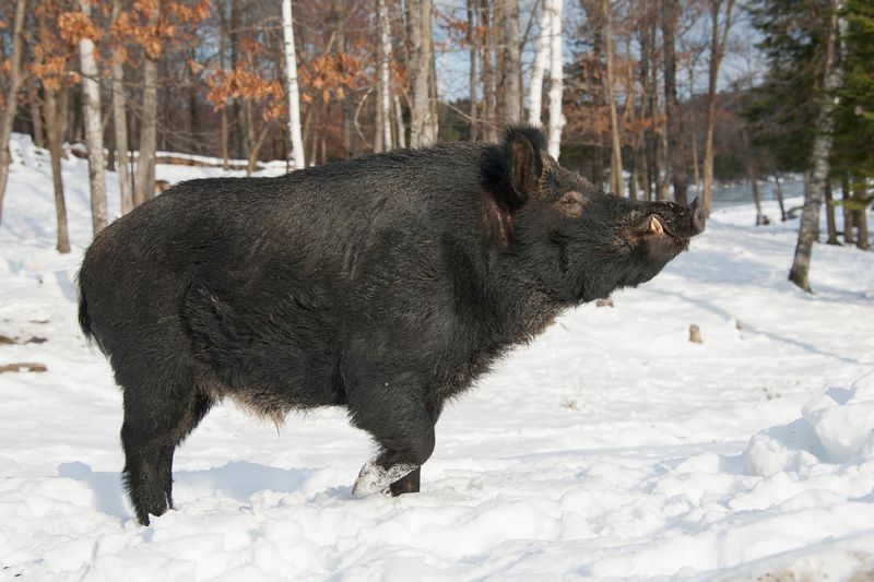 Feral Hog Hybrids