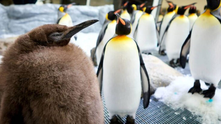Pesto the Penguin: The ‘Chonky King’ Who Stole the Spotlight
