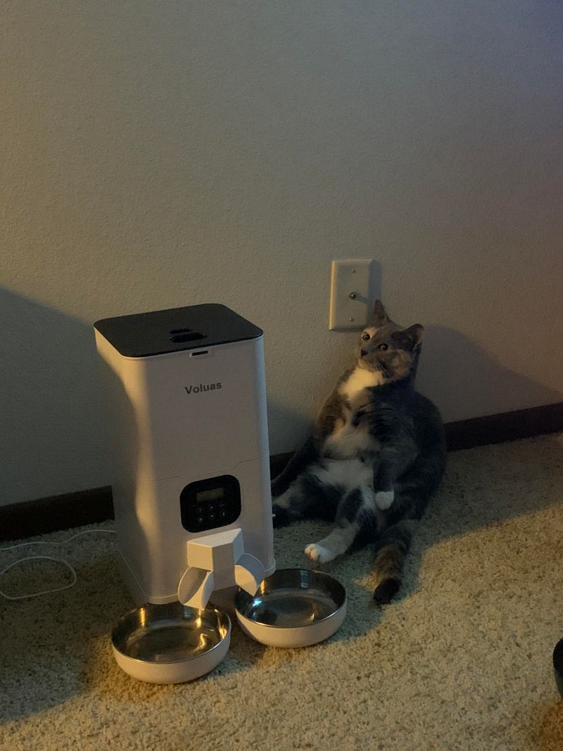Automatic Pet Feeder (Hated)