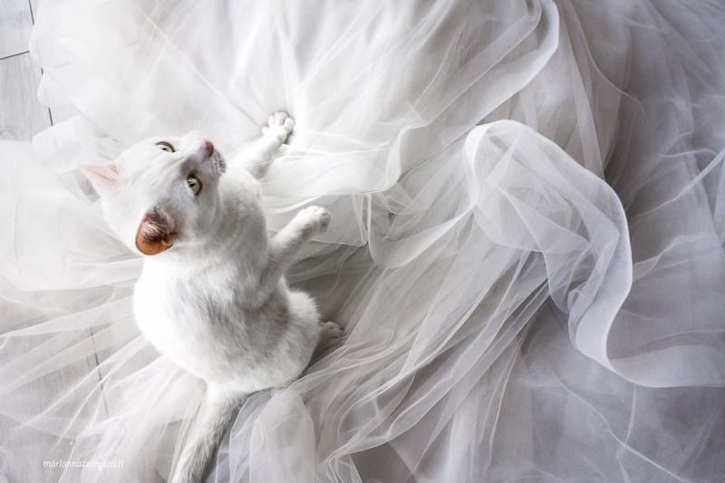Special Photoshoot