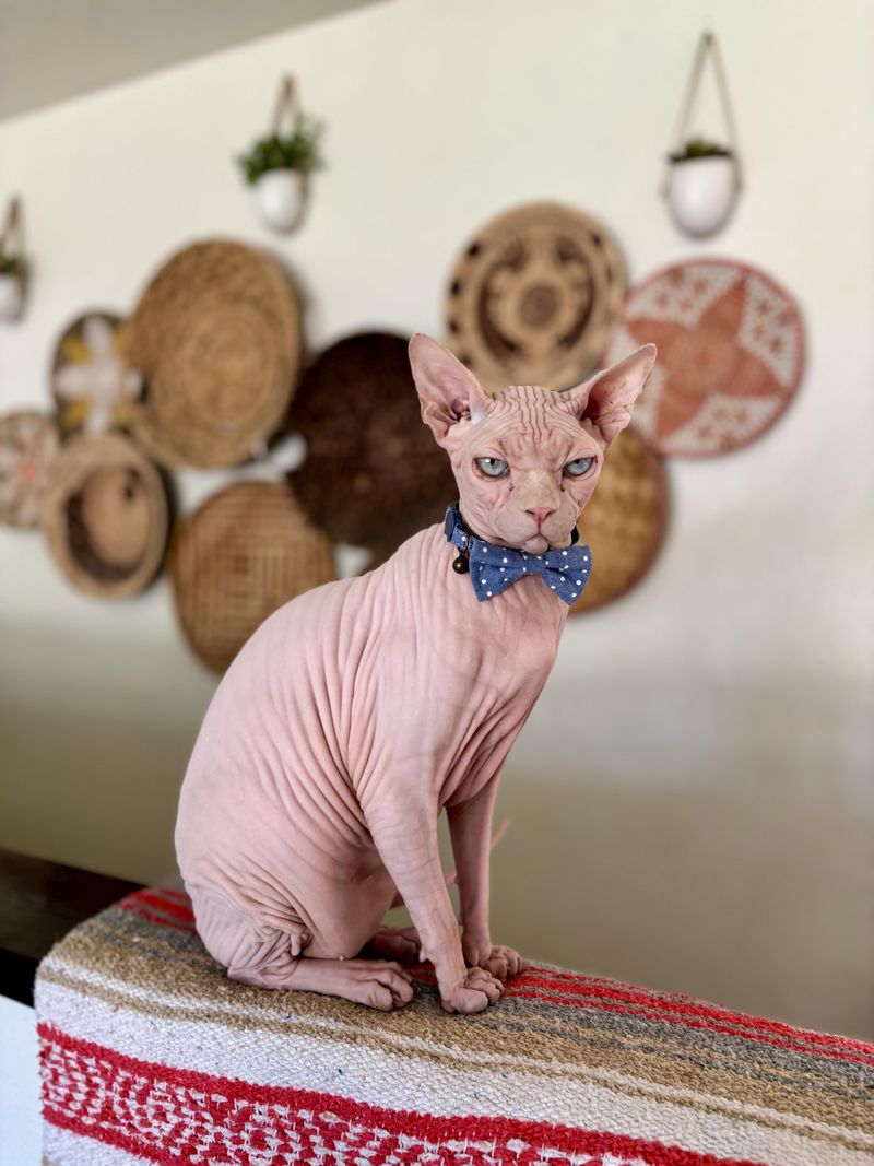 Sphynx