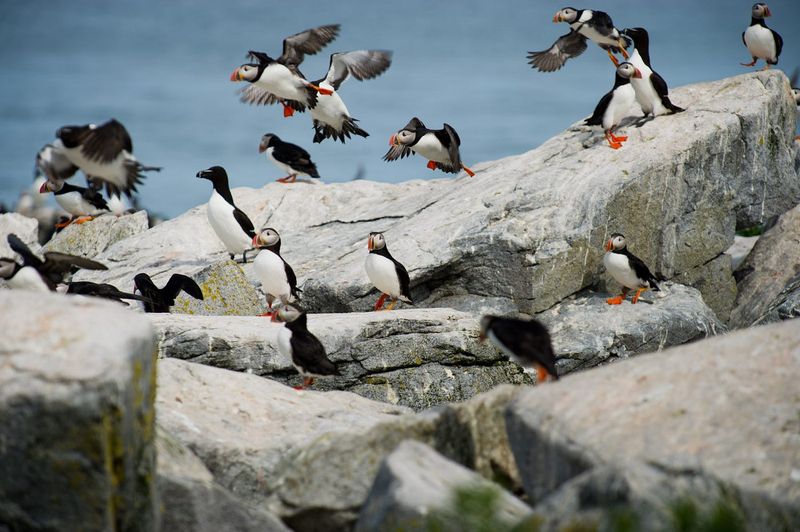 Machias Seal Island, Maine