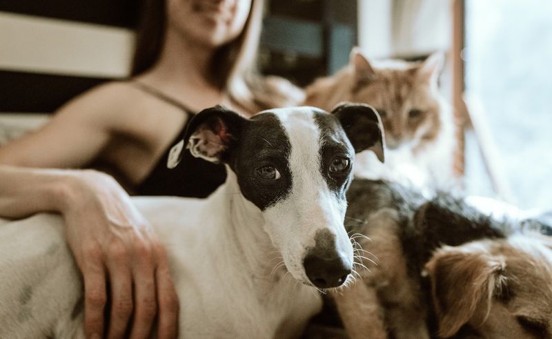 Pet Ownership Trends Among Singles