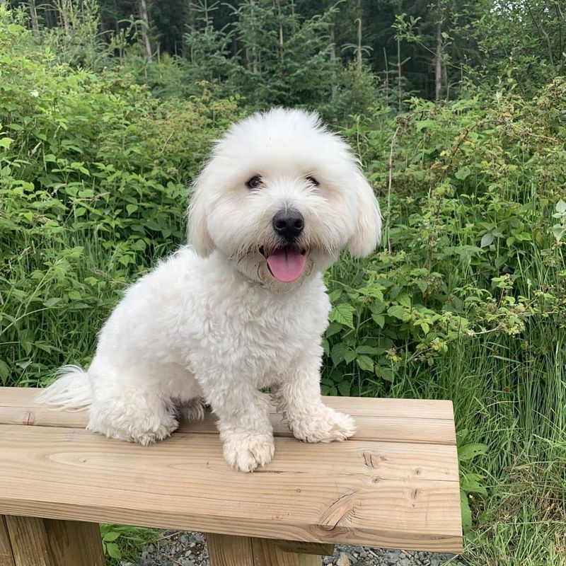 Coton de Tulear