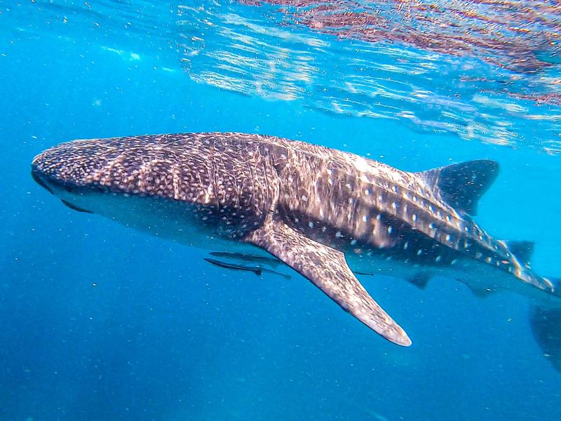 Whale Shark