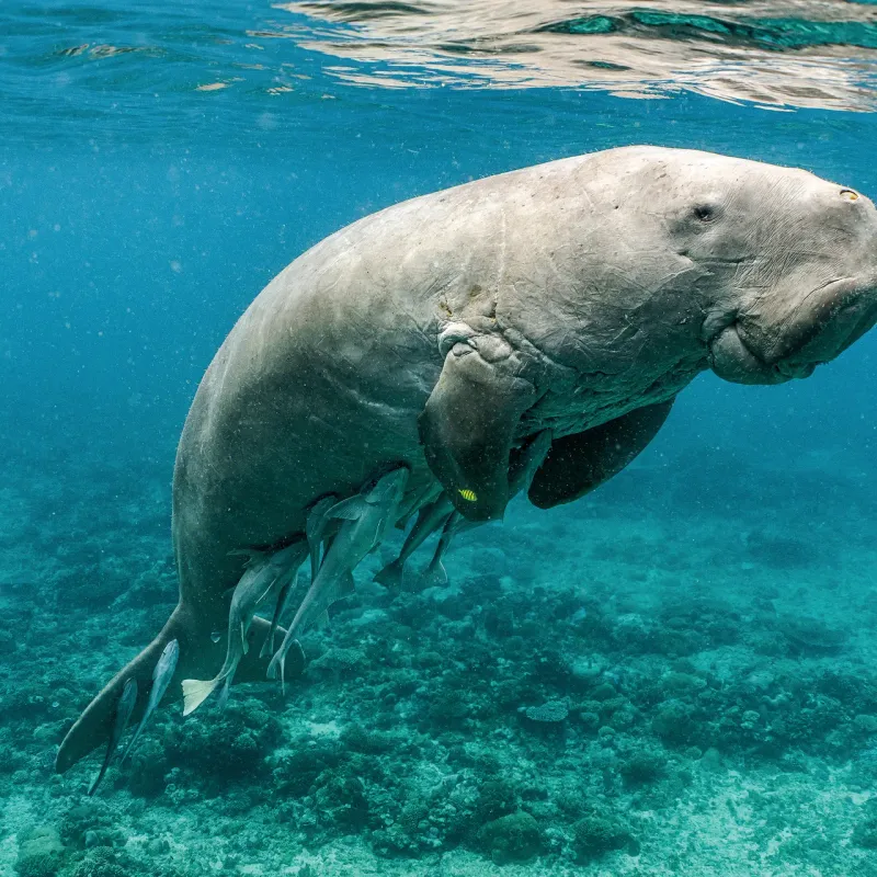 Dugong
