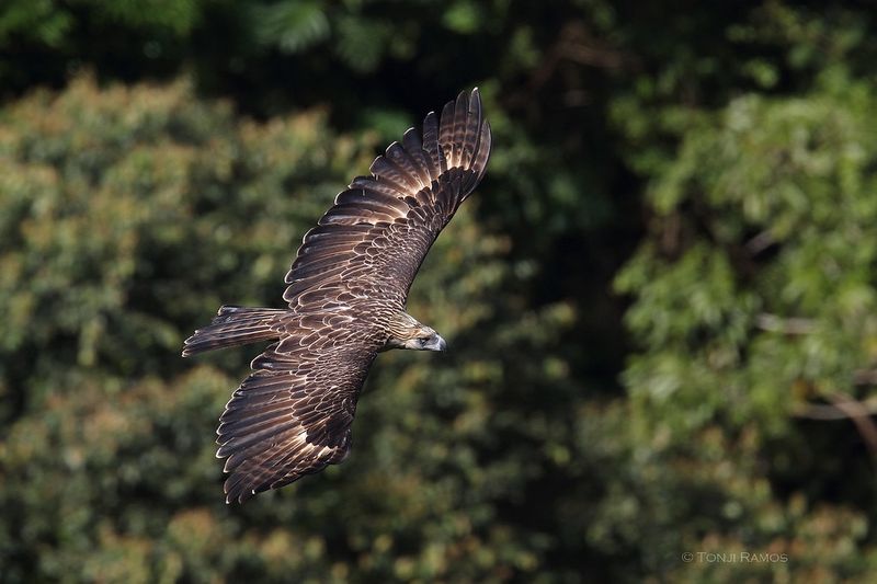 Philippine Eagle