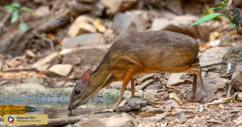 Philippine Mouse Deer
